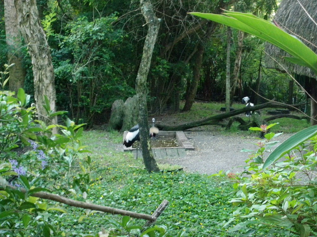 Image P4190375.JPG